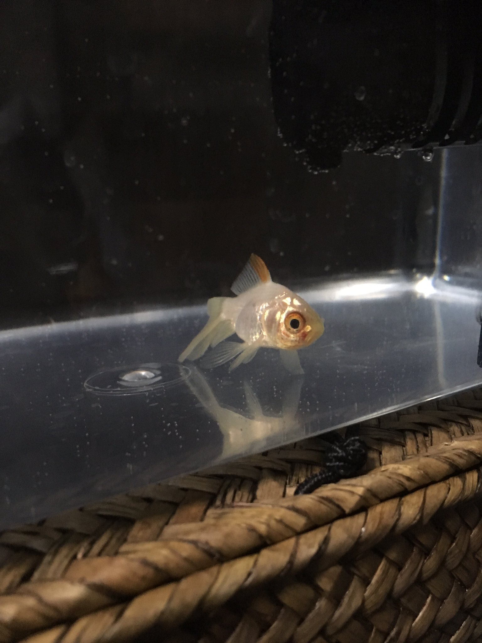 くろさん どなたか金魚詳しい方いらっしゃりませんかね 赤斑病なのかエラ病なのか予兆見逃しなのか本当に突然口元に赤い斑点 内出血的なの出てきてこの状態 平衡感覚なくフラフラ泳いでとまると横になってしまう 現在0 5 の塩浴と22度に水温合わせてで様子