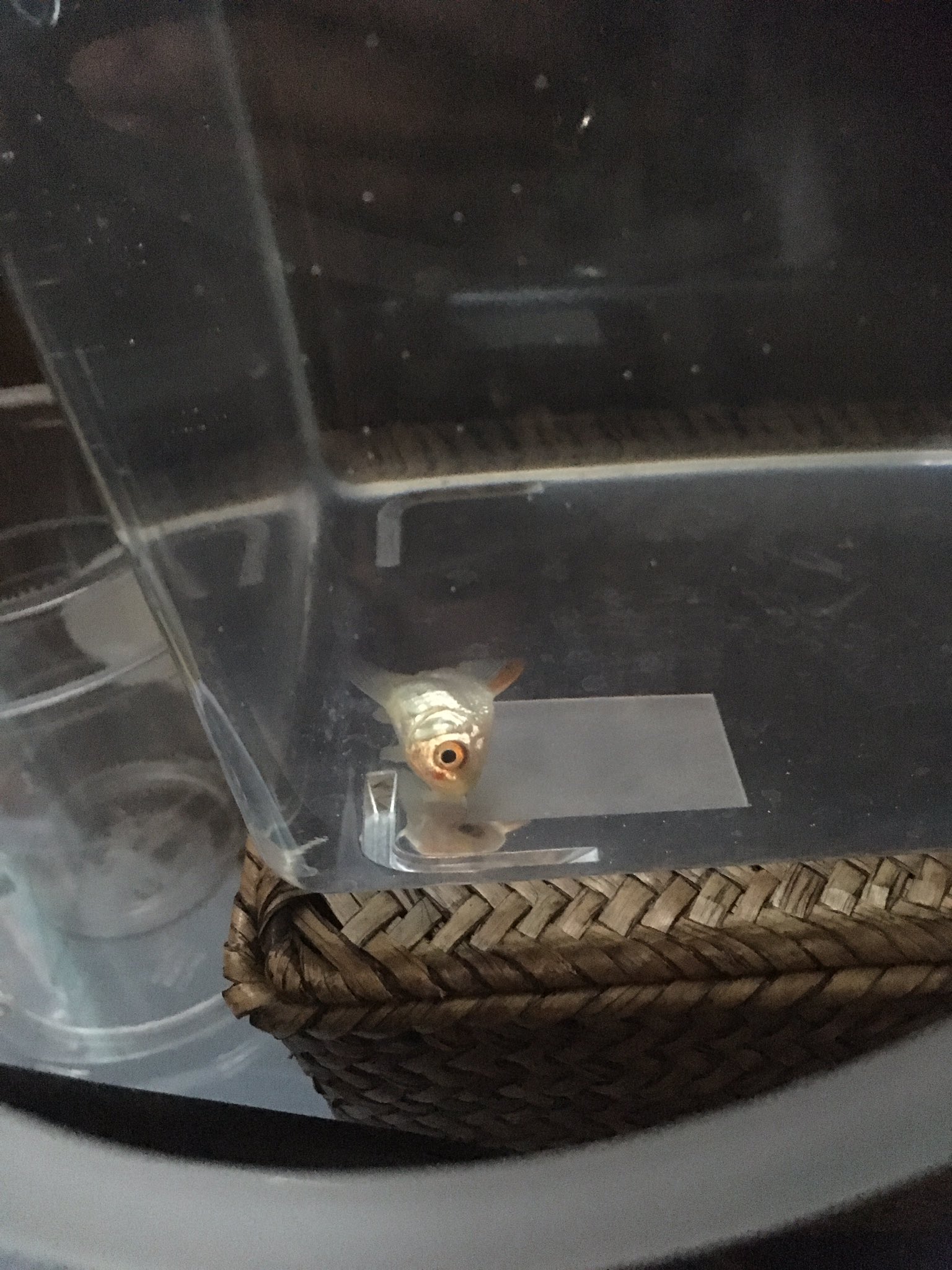 くろさん どなたか金魚詳しい方いらっしゃりませんかね 赤斑病なのかエラ病なのか予兆見逃しなのか本当に突然口元に赤い斑点 内出血的なの出てきてこの状態 平衡感覚なくフラフラ泳いでとまると横になってしまう 現在0 5 の塩浴と22度に水温合わせてで様子