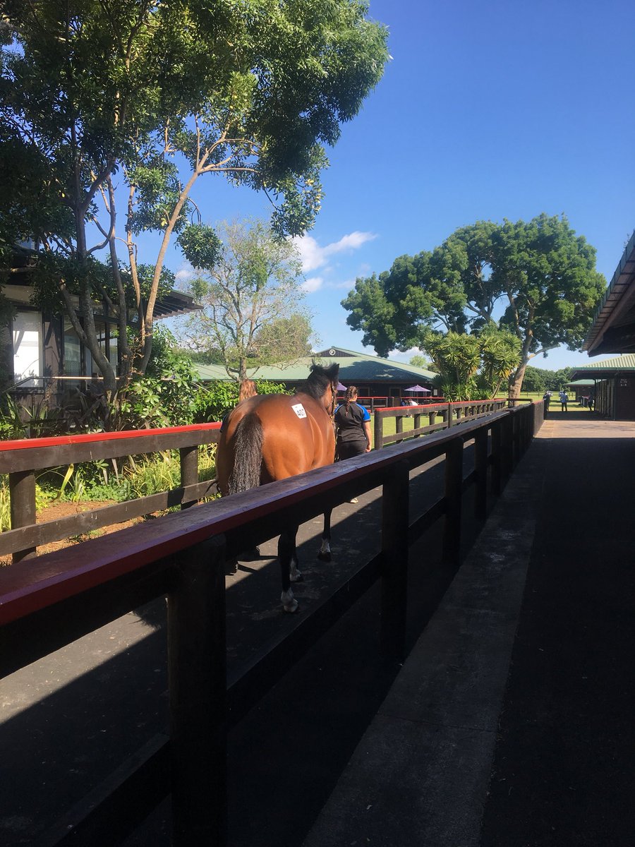 KarakaChat's tweet photo. Lot 407 from @Diamond_Lodge (Tavistock x Tristraad), a full brother to @CumaniRacing’s Greycliffe, goes for $370k https://t.co/XaEzhYKK2N