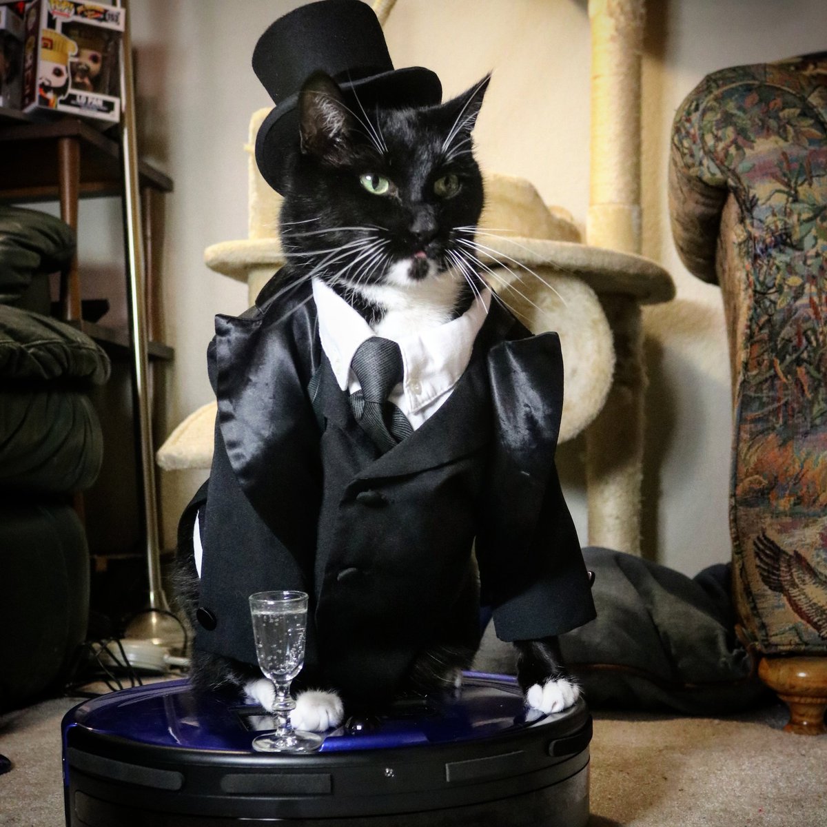 Cat_Cosplay's tweet photo. Like a Boss.
#BlepDay https://t.co/BgCr6K9BAt