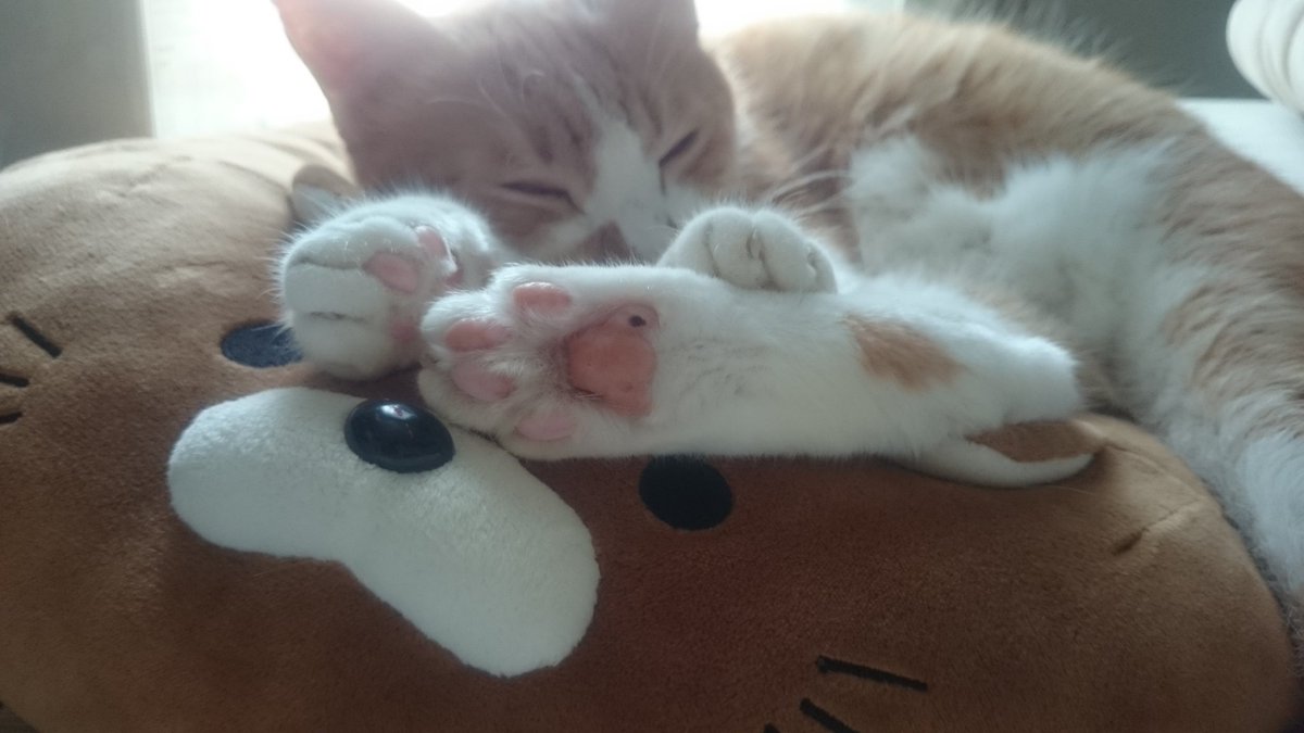 Charbie_Brown's tweet photo. 足にほくろあるの https://t.co/BftfpftQ7a