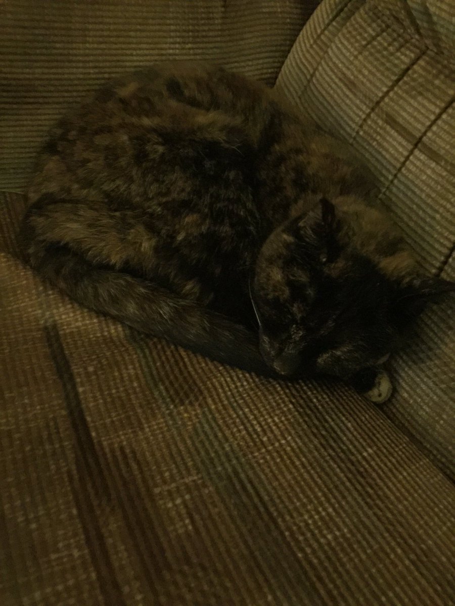 Doomsday3m's tweet photo. #Boots #LivingTheLife #StealthMode #Chameleon #BlendingInWithSurroundings #CatLife #CatChill #Catnap #CatCalm #MellowBoots https://t.co/Obig8FTwWx