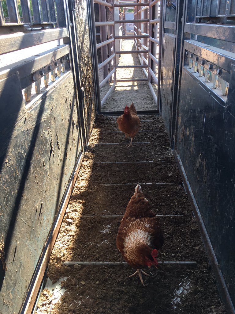 CaitMills18's tweet photo. BUUUUUUUUUUUUSH!!!!!Grown'm out for another year #tolight #notevenacow #gitout #freerange #intoeverything https://t.co/snPHIBACV9