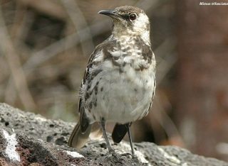 Per salvare la #biodiversità i limiti planetari non funzionano e sono scientificamente sbagliati. I dettagli su <a href="/GreenReport/">GreenReport</a>  ow.ly/g9Dr30gLLU1