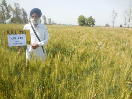 Farmer strikes gold with Salt Tolerant Wheat Variety: KRL 210.
goo.gl/6xu8vW, <a href="/RadhamohanBJP/">Radha Mohan Singh</a> , <a href="/AgriGoI/">Agriculture INDIA</a> , <a href="/PIB_India/">PIB India</a> , <a href="/mygovindia/">MyGovIndia</a>