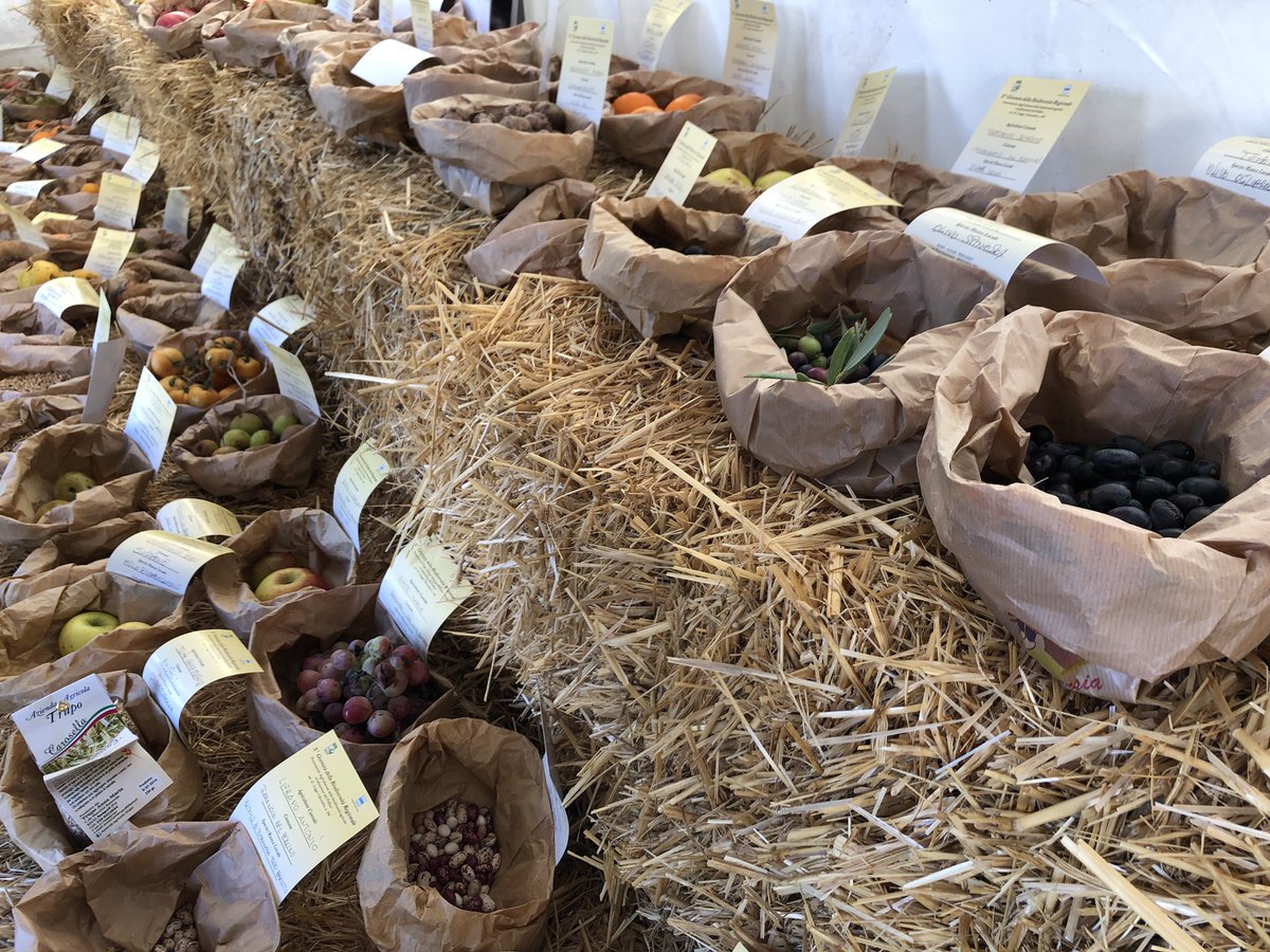 LucaBraia's tweet photo. La straordinaria #Biodiversita italiana, lucana, dell’area del Pollino in particolare. Oggi siamo a Rotonda con @alsiasocial per celebrare la giornata della Biodiversità regionale con la dott.ssa #Briscolini del @MipaafSocial e con tanti agricoltori custodi #BioBasilicata https://t.co/2WuDfTc7CQ
