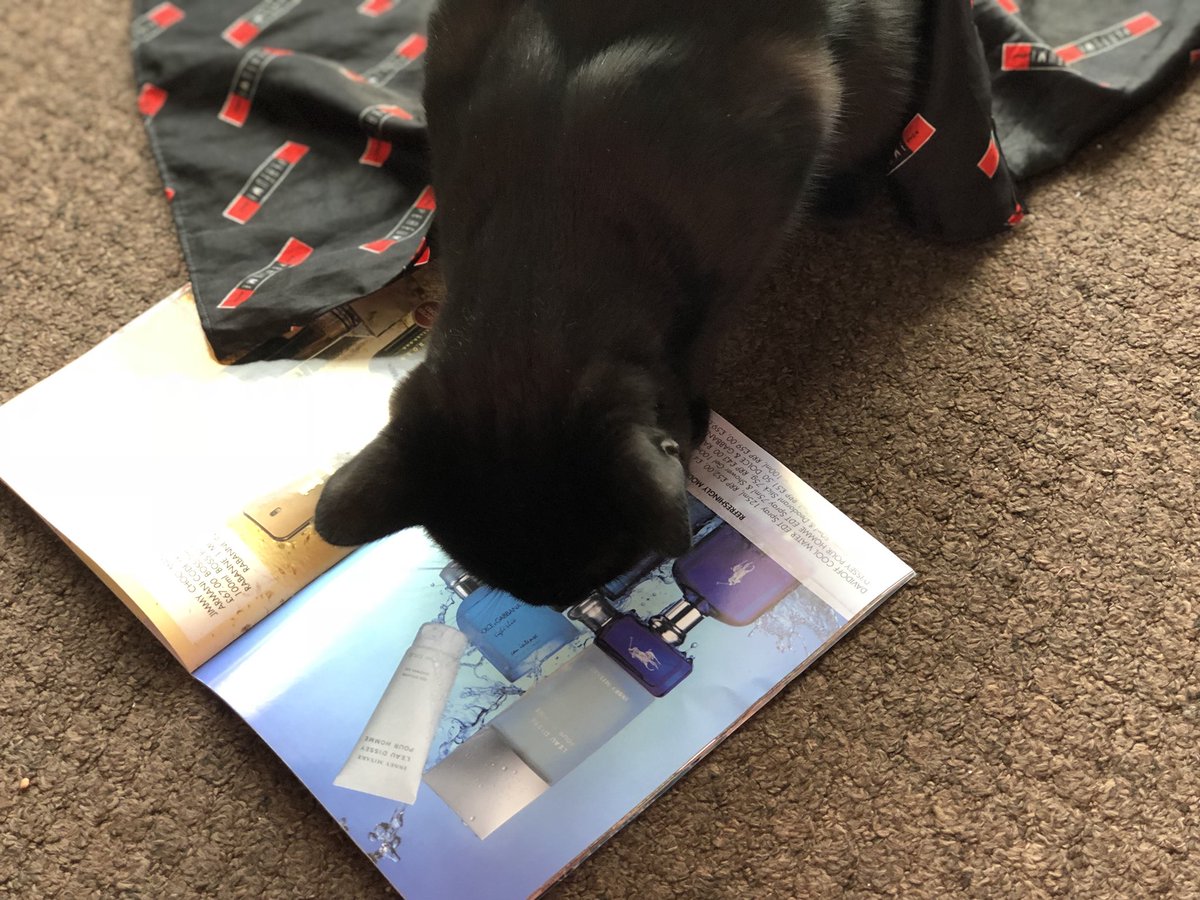ZepplinArrow's tweet photo. Mum told me to look through her work book to see what I wanted for Christmas. But I can’t decide. #TPSproblems #TPSpets Can anyone recommend anything for a cat that likes Lemons? https://t.co/U9i84RLcap