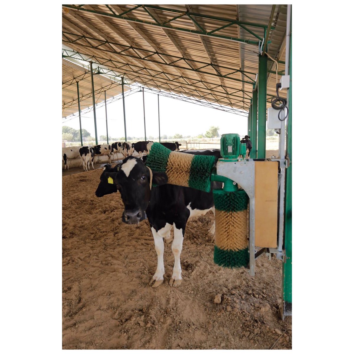 whytefarms's tweet photo. Our cows are always mooing with delight, thanks to their automatic massagers! #HealthyEating #organic https://t.co/p0vyKKyev4