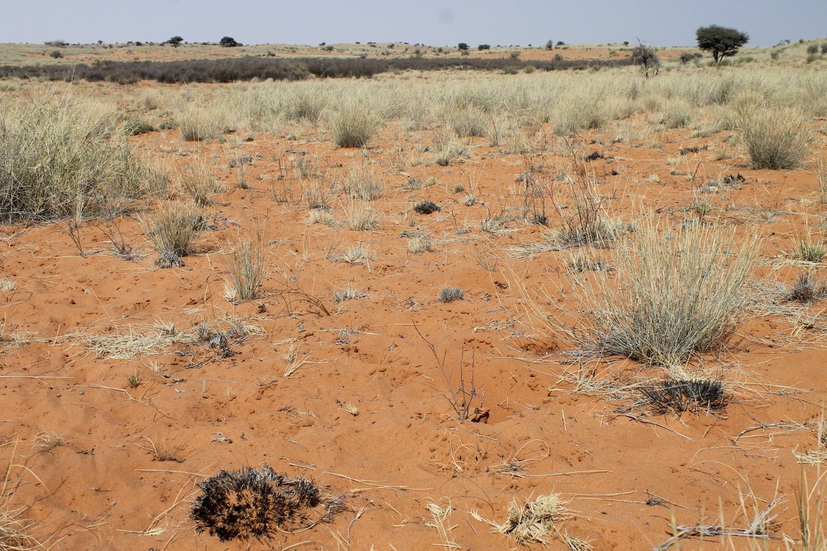 New fully funded #PhD opportunity <a href="/lborogeog/">Loughborough Geography and Environment</a> examining the impact of fire on linear dunefield activity and ecology.  More information at centa.org.uk/themes/evoluti… Deadline for applications 22 Jan 2018 <a href="/CENTA_NERC/">CENTA</a>