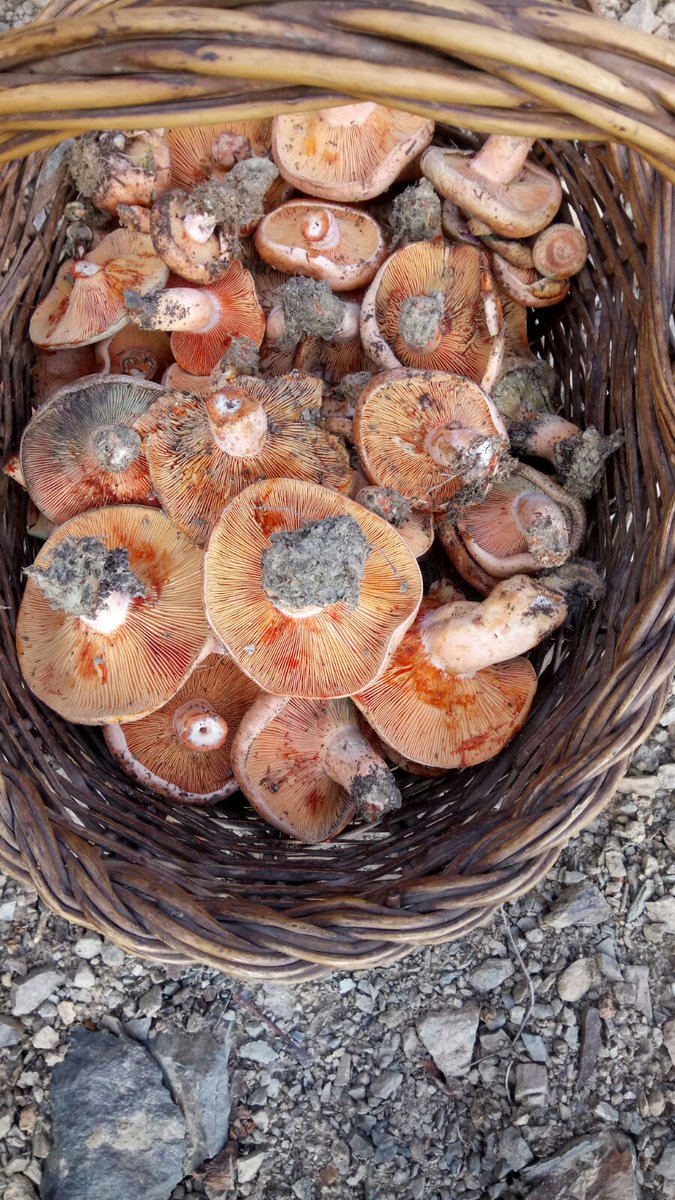 Avui toca anar al #rovello #priorat yeahh a cuinar toca