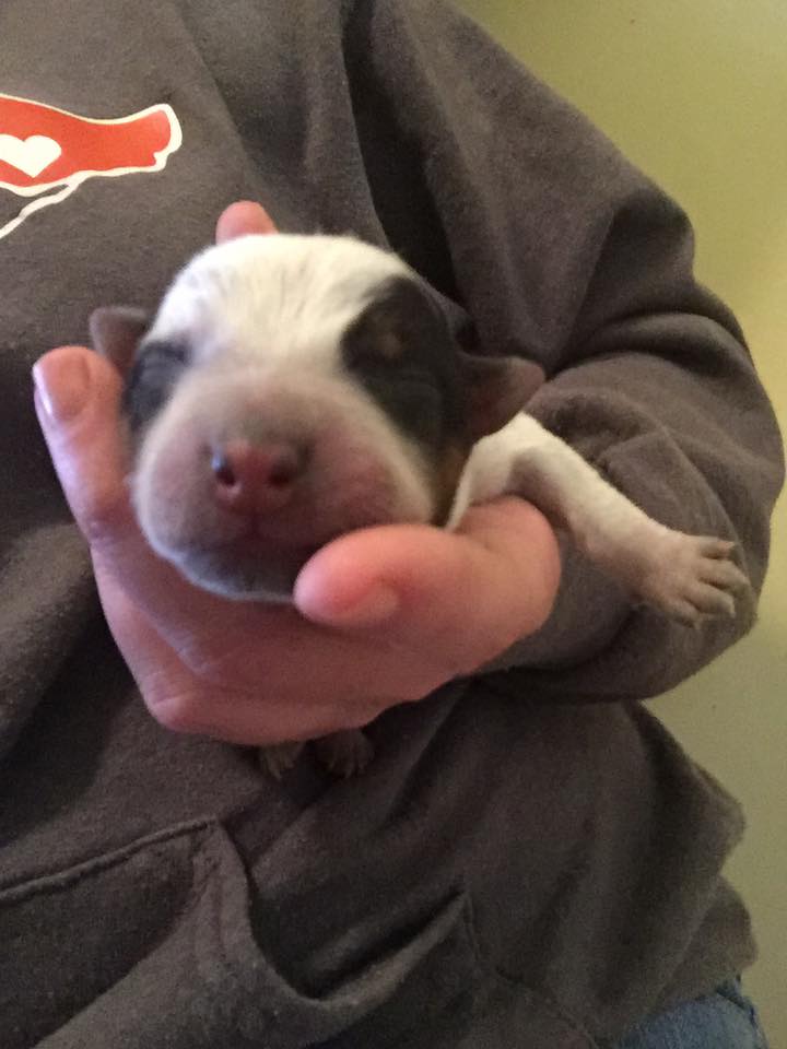 ZanoniAshley's tweet photo. @wwwbigbaldhead look at this little guy!!! "Mad Max" puppy! You know you need him! #australiancattledogsrule #rubythewondermutt #ilovemycowdog https://t.co/Nb4EGUVfaA