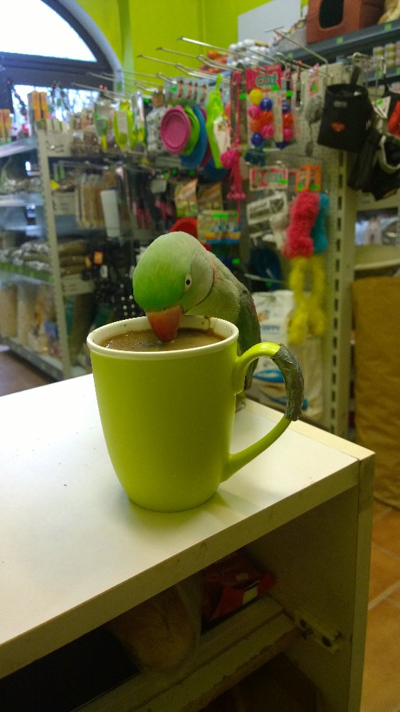 #GoodMorning ⛅🐦#CoffeeTime #WorkTime #AlexandrineParrot ❤