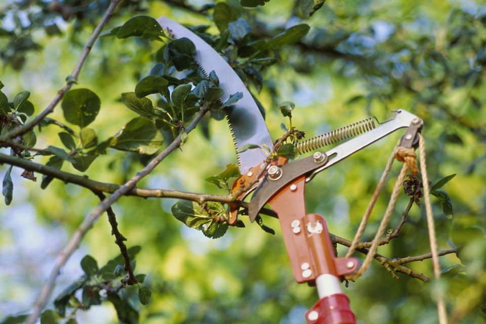 Treeraider's tweet photo. Widely recognized for our industry-leading services in the areas of #tree #pruning and #removal, hedging and related services, including land clearing and #stump #removal etc in #Epping and #Ryde. Call us now for hiring our services; 0414 762 797 / 1300 723 996. https://t.co/2uUhv1cdYm