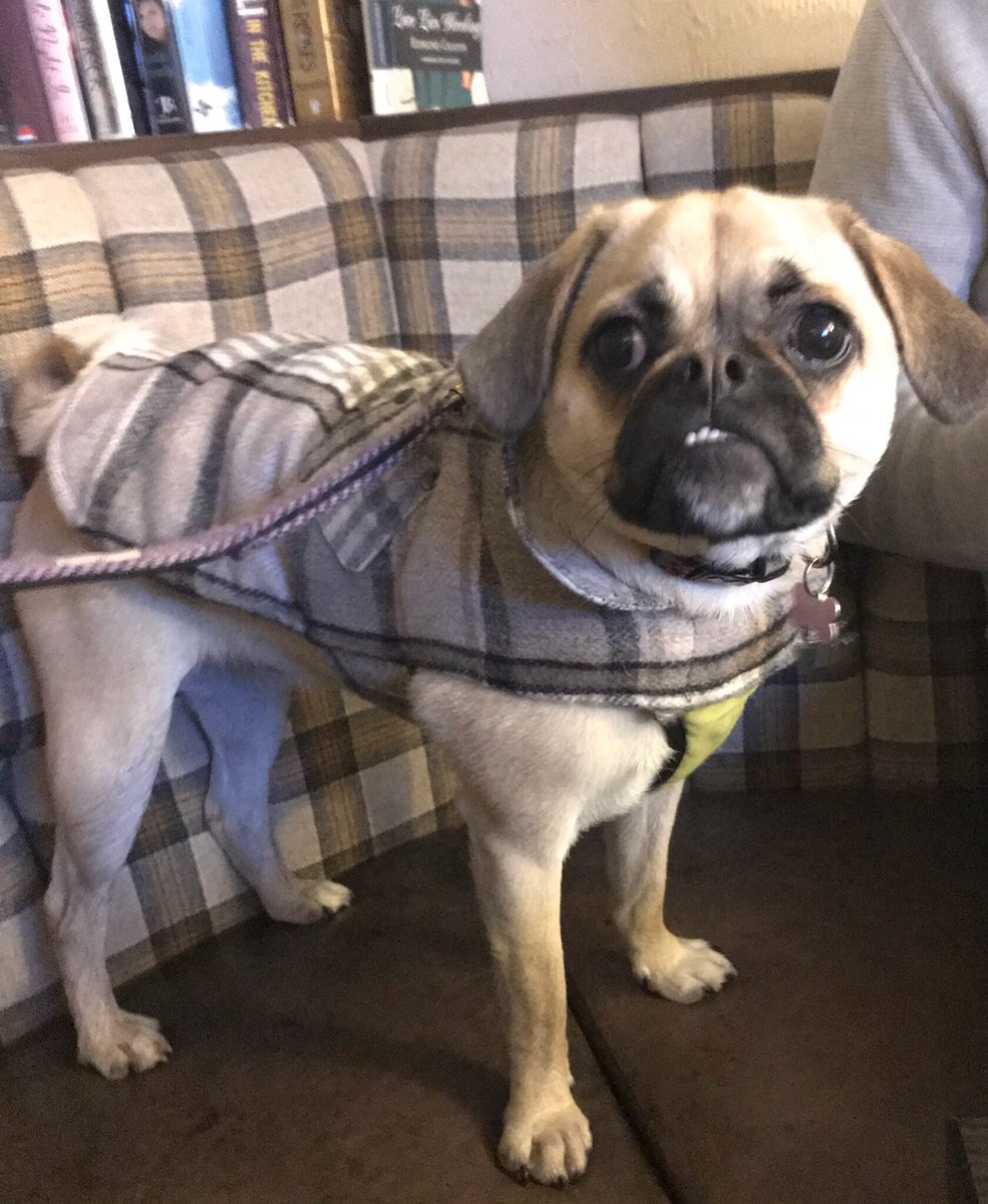 Bellathepuggle1's tweet photo. Hereβs some more of me in my tartan jacket. I love it! β€οΈ #puggle #pugglesnuggle #pub #highfashionpuggle #underbiteprincess https://t.co/ovjrt7NlI7