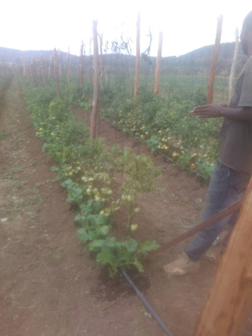 ZIMSWAP's tweet photo. The stems of Tomatoes are soft and can be easily damaged therefore they need support. This week Warren Park D Primary School was tying their Tomato plants. #ZIMSWAP #ChangingLives #Farming #Agriculture #CleanWater #WaterProject #MakePovertyHistory #Zimbabwe #Africa https://t.co/G6sGI23hdi