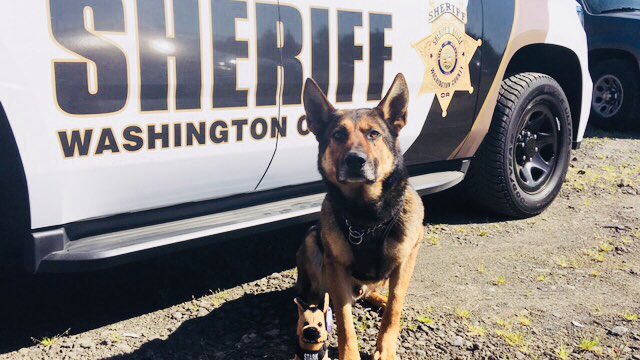 WCSOOregon tweet picture