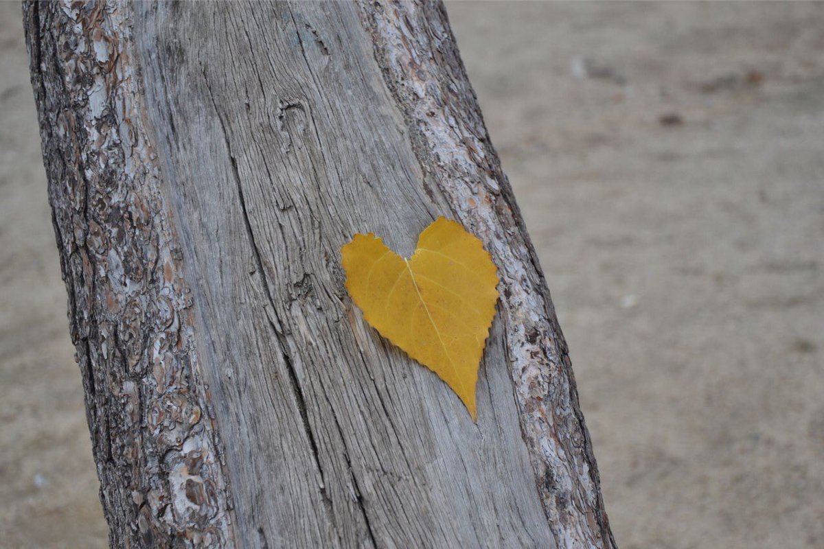 _PaZeando_'s tweet photo. 💕 Mensajes bonitos que te encuentras en la naturaleza 💕
#ponelcorazon #PaZeando #soydepueblo #trotamundos #nomada #experiencias #comunicacionconsentimiento #lugaresconencanto #sientetedepueblo #cuenca #castillalamancha #naturaleza #paisajes #otoño https://t.co/4bWMe7JeXX