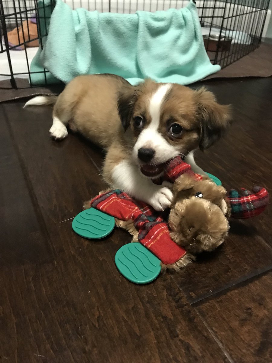 brookeoto's tweet photo. Cole got a puppy and she’s adorable❤️ her name is Kona💕 https://t.co/blIxwj8iXQ