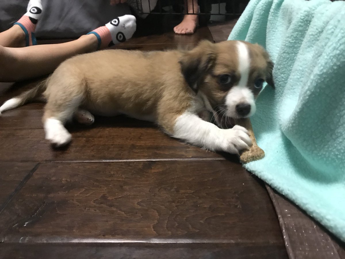 brookeoto's tweet photo. Cole got a puppy and she’s adorable❤️ her name is Kona💕 https://t.co/blIxwj8iXQ