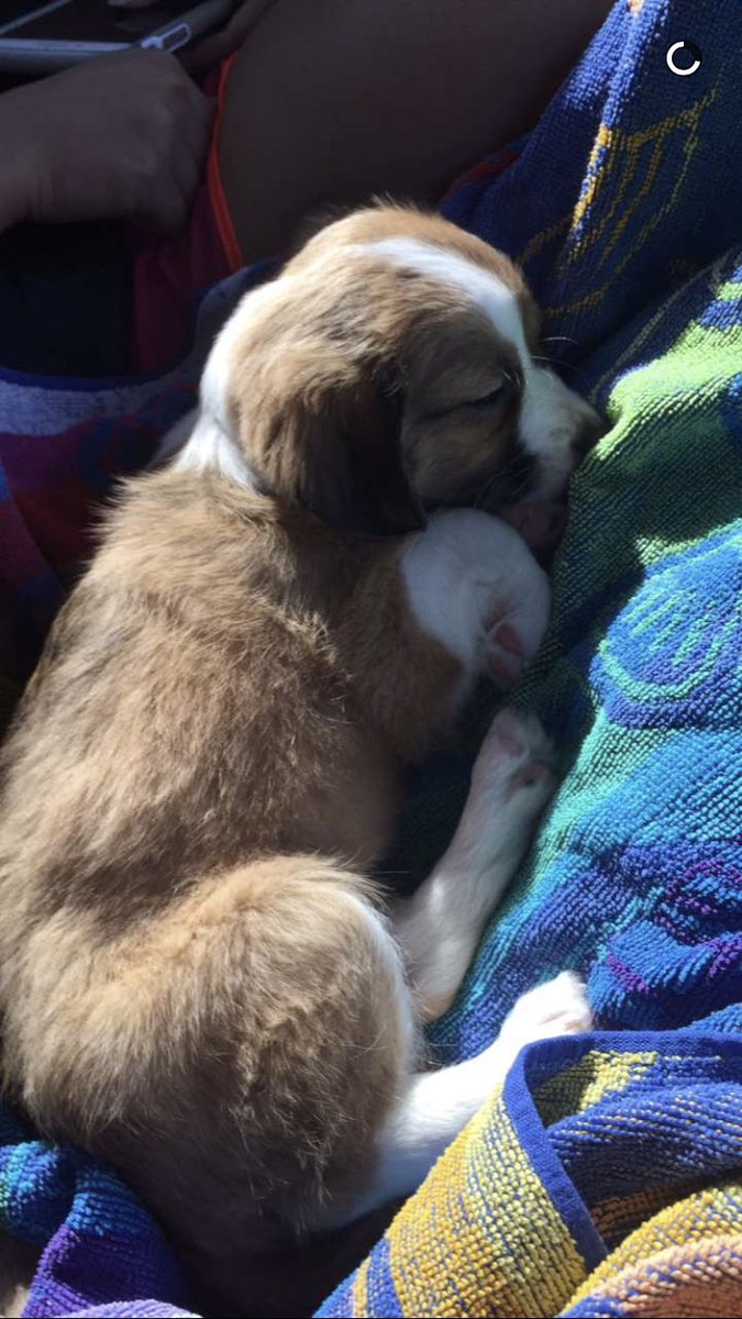 brookeoto's tweet photo. Cole got a puppy and she’s adorable❤️ her name is Kona💕 https://t.co/blIxwj8iXQ