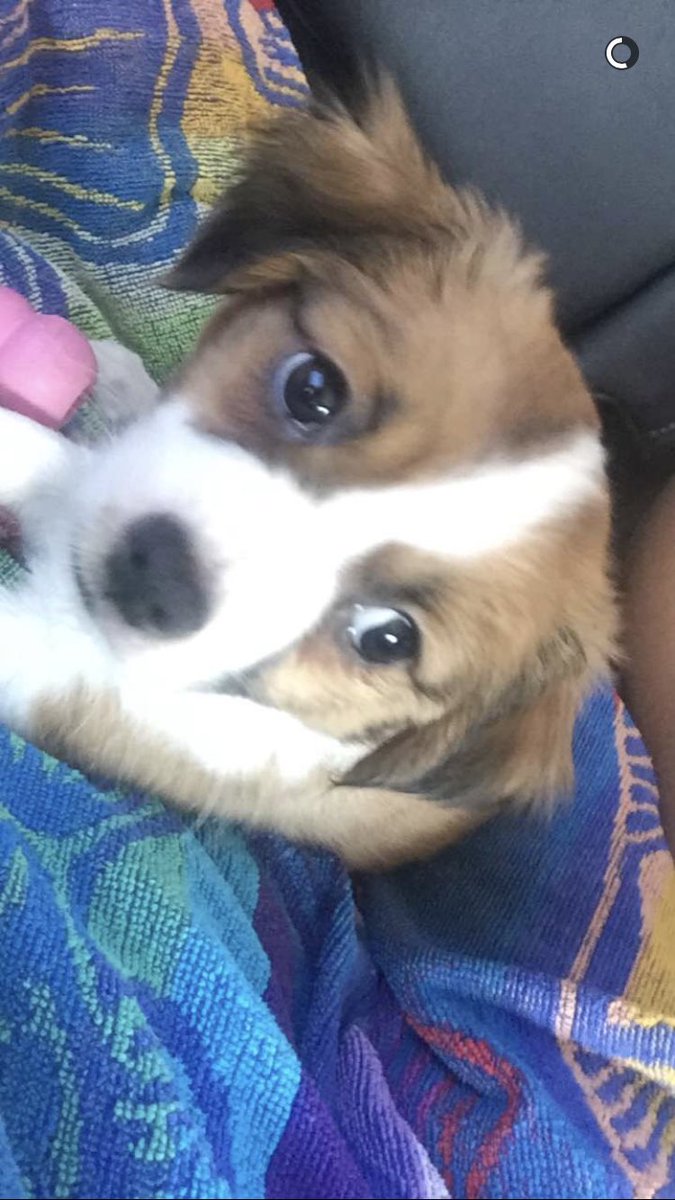 brookeoto's tweet photo. Cole got a puppy and she’s adorable❤️ her name is Kona💕 https://t.co/blIxwj8iXQ