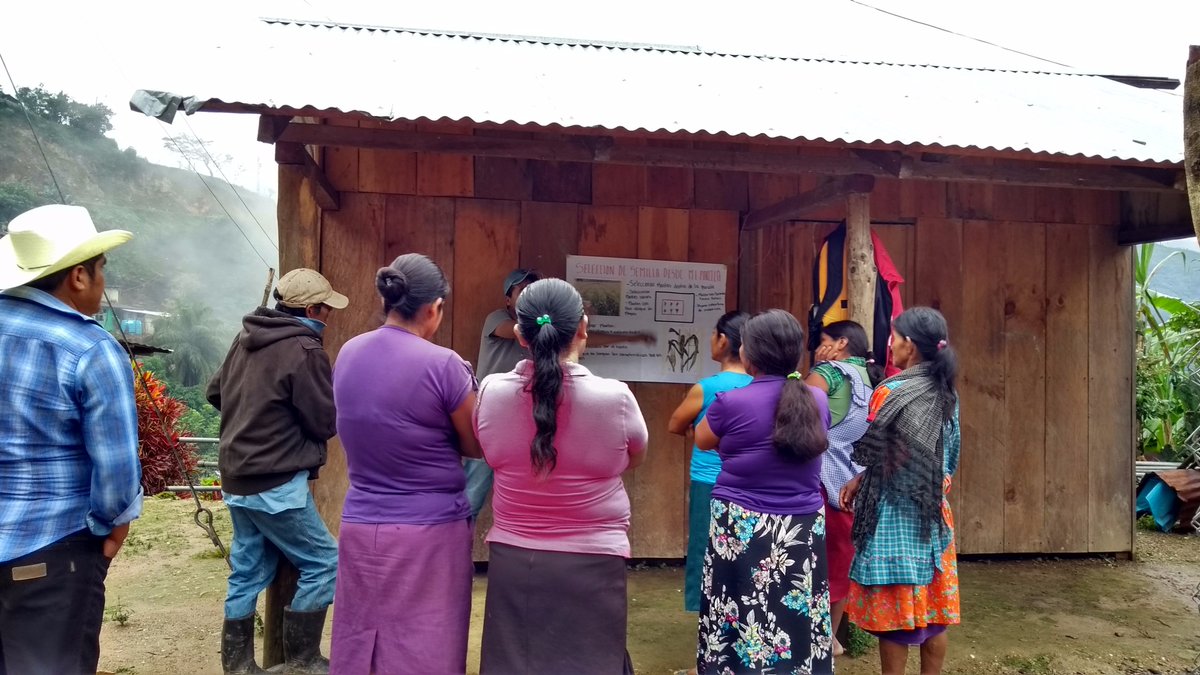 mvzgladisgarces's tweet photo. Extensionista: Miguel Ángel Marín Martínez
Cadena: Maíz
Región: Cañada
Innovación: Selección masal 
Resultado: Manejo postcosecha mejorado
#INCARural #Extensionistas #Oaxaca #Inifap Oaxaca @Mely_Romero @linosma @NietoMatus https://t.co/hYoFHeQD1o