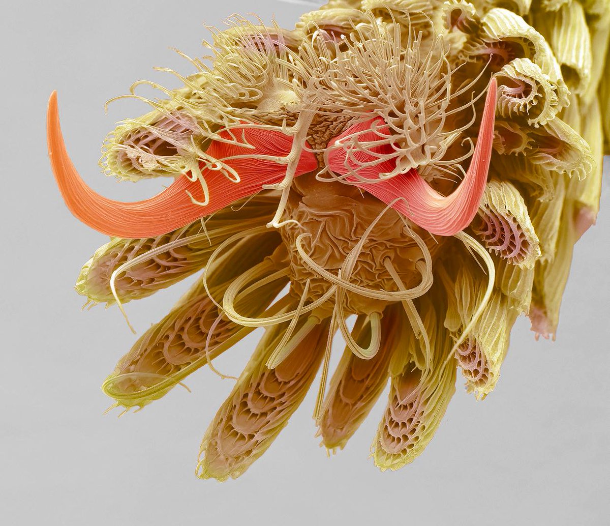 RyanBethencourt's tweet image. A #mosquitos foot at 800X magnification #biotech #evolutionarydesign #acidmath