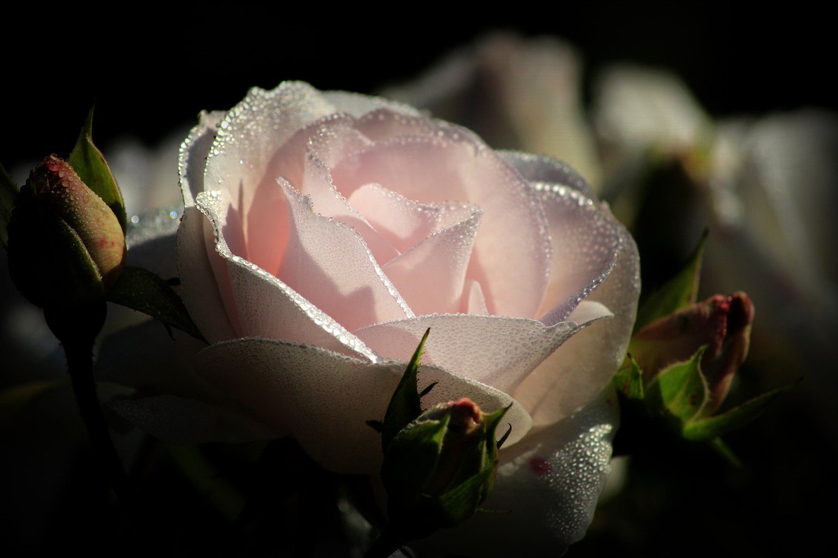 BLULUX_'s tweet photo. Human life is as evanescent as the morning dew or a flash of lightning. #bloom #beautiful #littlesimplethings #quoteoftheday https://t.co/lWFSqDh2oj