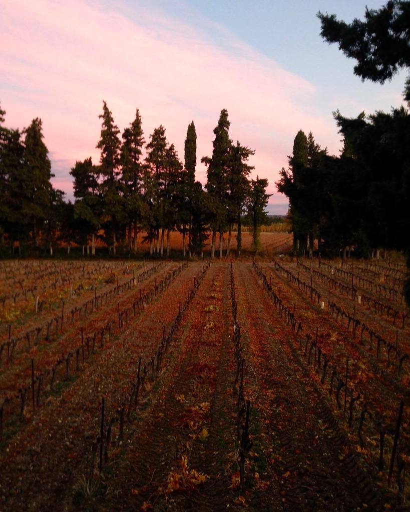 ADPSANTIQUES's tweet photo. Morning light #autumn #vineyard #autumnleaves #pinkclouds #coloursofprovence #naturesbeauty https://t.co/40OUeKfHPr https://t.co/LV0iC7WQE8