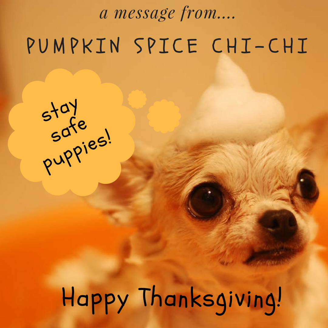 happy thanksgiving chihuahua