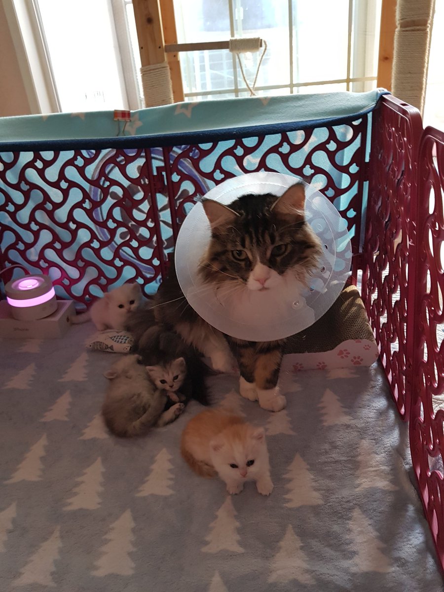 지친 애보기 네즈
솜이는 밖에서 자고있더라 😂😂