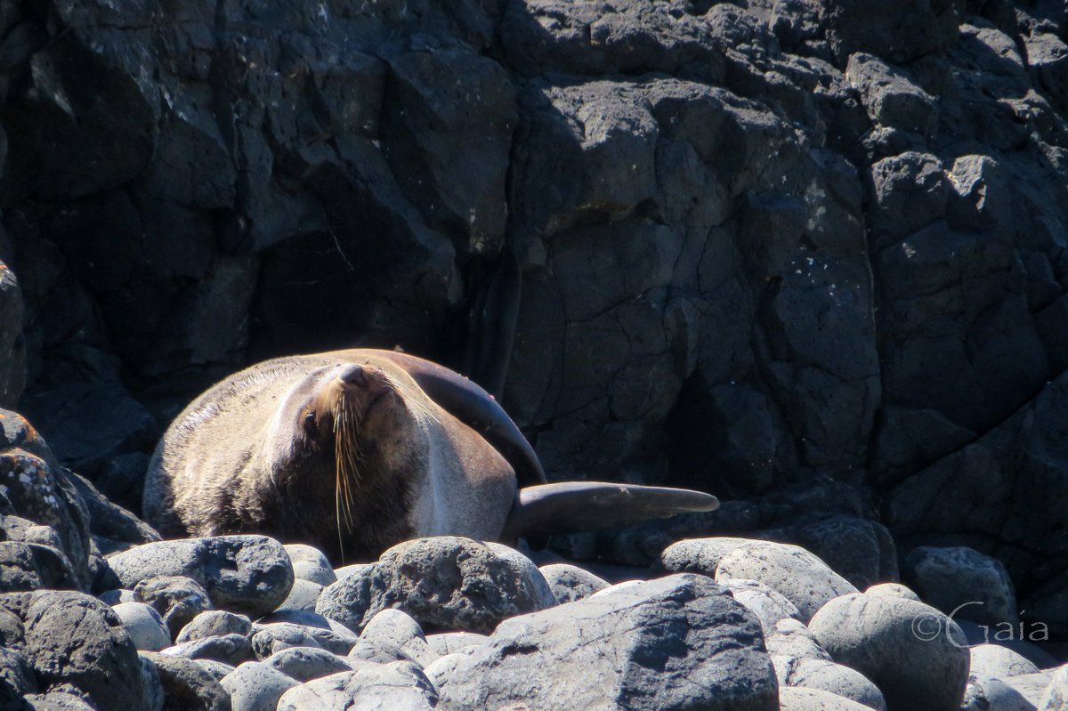 Gaia_for_GAIA's tweet photo. #60DaysOfFieldwork Day 45 The most unexpected visit in “our” cove… let’s hope that penguins are not too scared https://t.co/ZhHezdcCYl