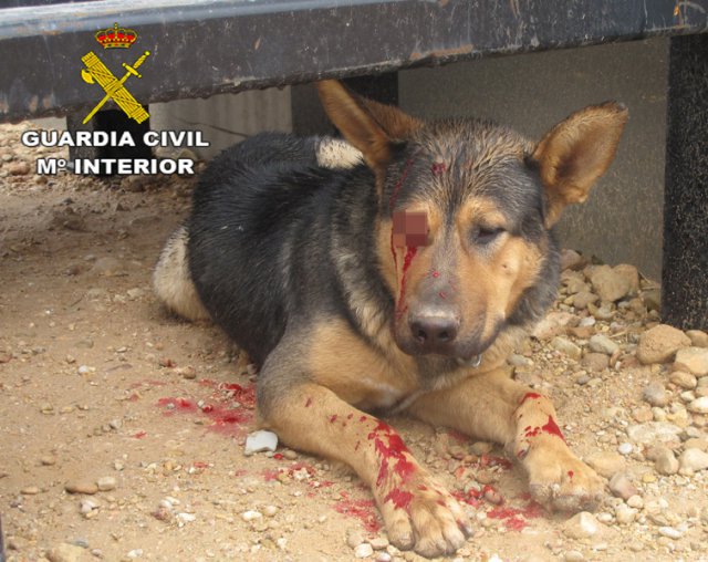 guardiacivil's tweet photo. Amar a los animales nos hace más humanos, dañarlos nos hace mezquinos.
Que no volvamos a ver imágenes como ésta. 
Tú eliges.

 #GComprometidos https://t.co/EZgNguUzlU