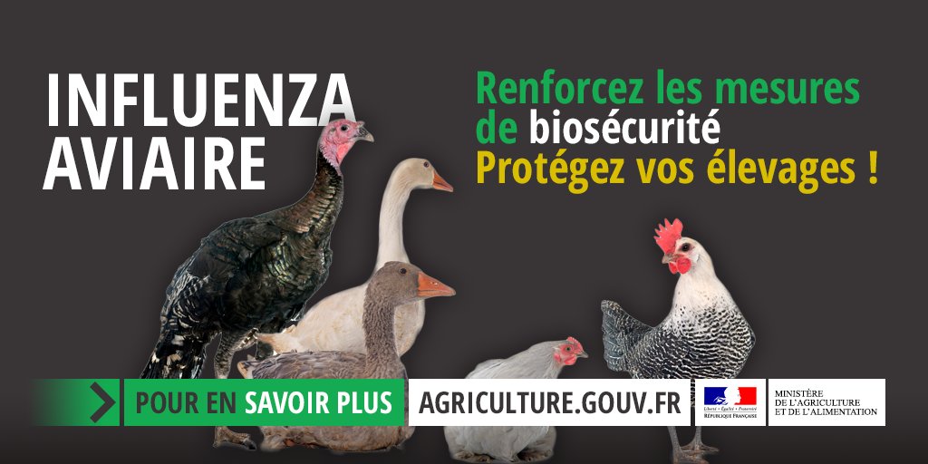 Agri_Gouv's tweet photo. [#InfluenzaAviaire] Biosécurité : les mesures pour tous les détenteurs de volailles ➡️ https://t.co/vlsHb9Xg1l https://t.co/1mVqS91e3K