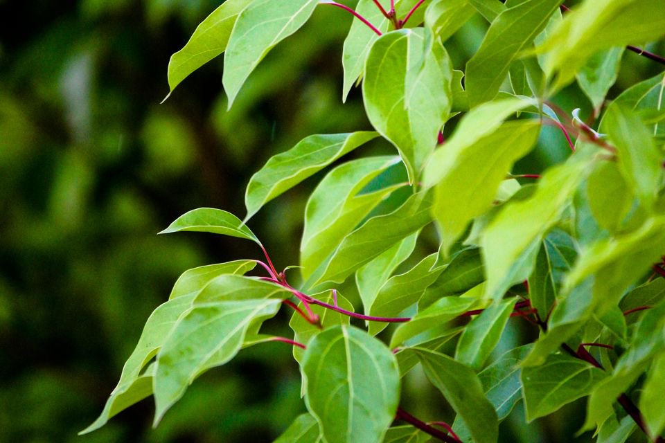 Le #Ravintsara: votre meilleur ami aromathérapique cet hiver. Découvrez notre #infographie pour connaitre toutes les vertues de cette huile essentielle de #Madagascar.  

buff.ly/2iGV3MG

#Aromatherapie #huilesessentielles #homeopathie #vegan #naturel