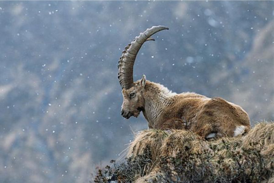 Otra especie extinguida que ya no podrán ver futuras generaciones, es el bucardo o cabra montes se extinguió en el año 2000 en España.

Los humanos seguimos dejando «huella» en el mundo.