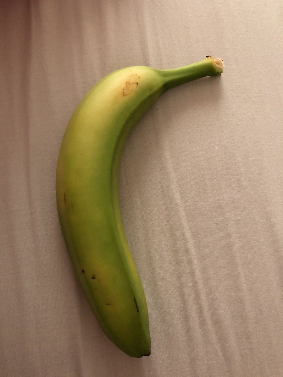LaurenDPorteous's tweet photo. Dis banana is bigger than my head but probs gonna be too hard to eat. #thatsoundedwrong #imeantitstooripe https://t.co/hXpk9EhXsi