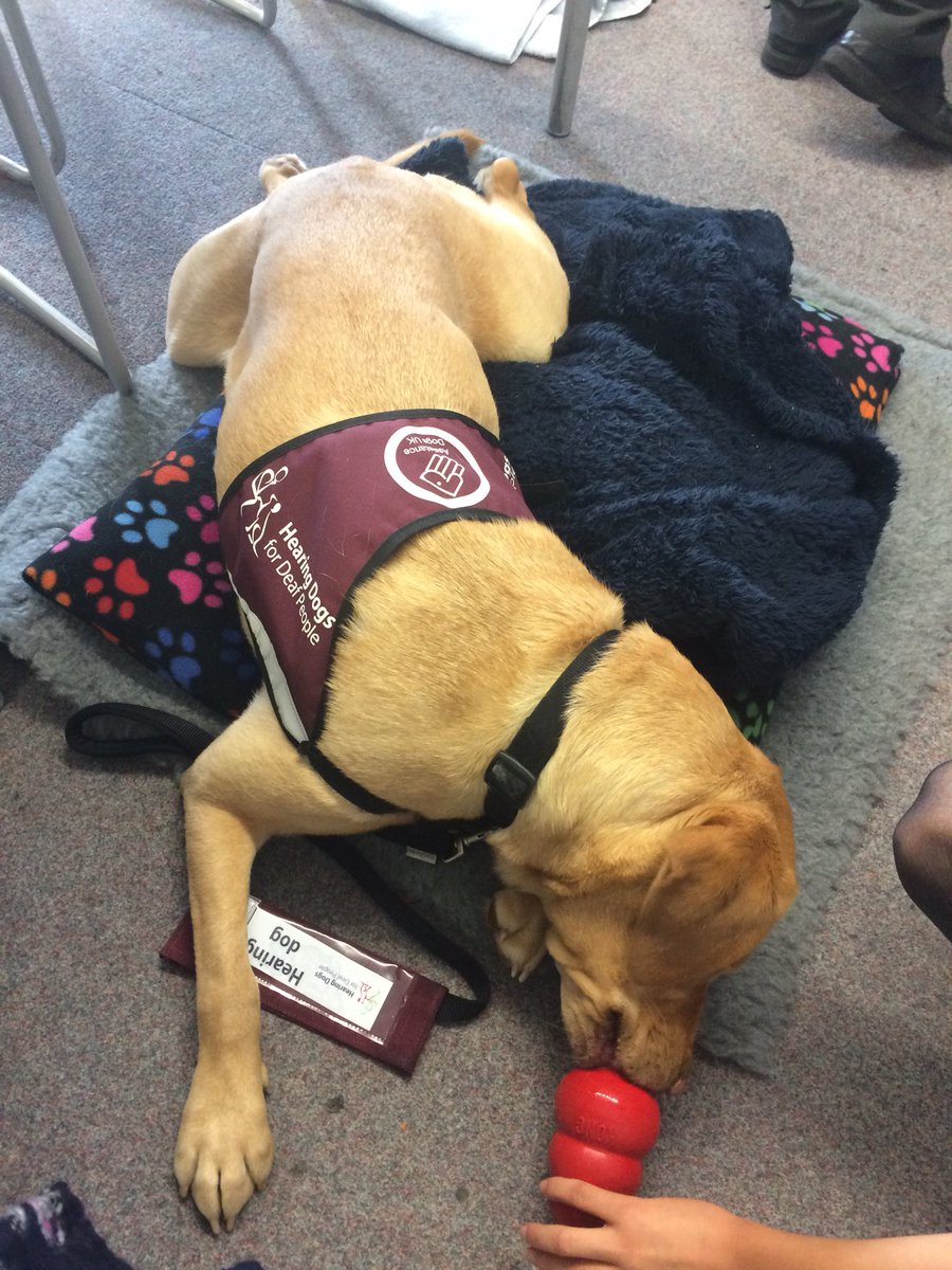 PrincessZaraBPS's tweet image. Having a little help with my Kong!! @BPSYearFive @BPSHead Don’t tell @SigningStitcher