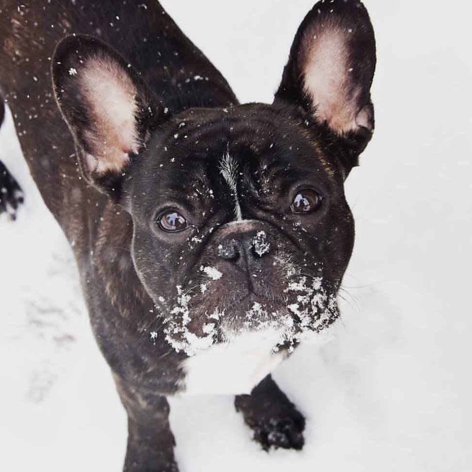 FrenchieEdition's tweet photo. It's snowing, baby! Happy Monday! 
Insta: @auburnhaireadventurer
#frenchie #frenchiemania #frenchbulldog #bulldog #dogsoftwitter #dogsofinstagram https://t.co/T6MRDQUc68