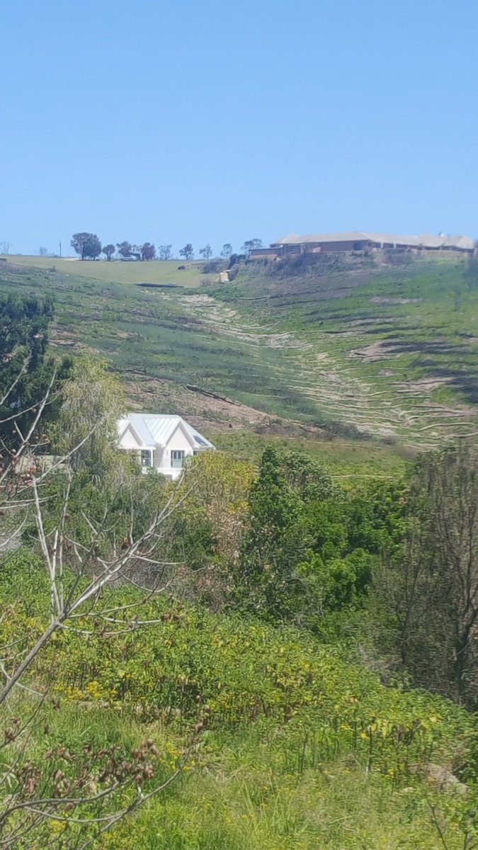 helenzille's tweet photo. Magnificent rehabilitation of the mountain slopes after Knysna fires. Alien species kept out by hydrological re-seeding of indigenous plants, through spraying a wood mesh slurry filled with seeds, that holds water, prevents erosion and stimulates new growth. https://t.co/grXY8kIhwF