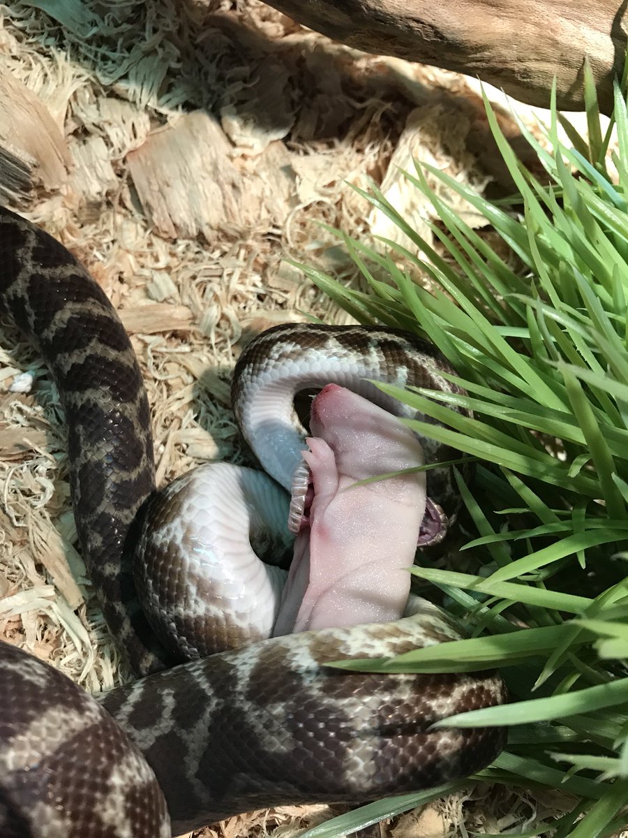 Concord_HS_NSW's tweet photo. Dedicated and passionate students caring for many of the animals housed in the science common @Concord_HS_NSW #beardeddragon #axolotl #stimsonpython #broadtailedgecko https://t.co/LcIz2WO776