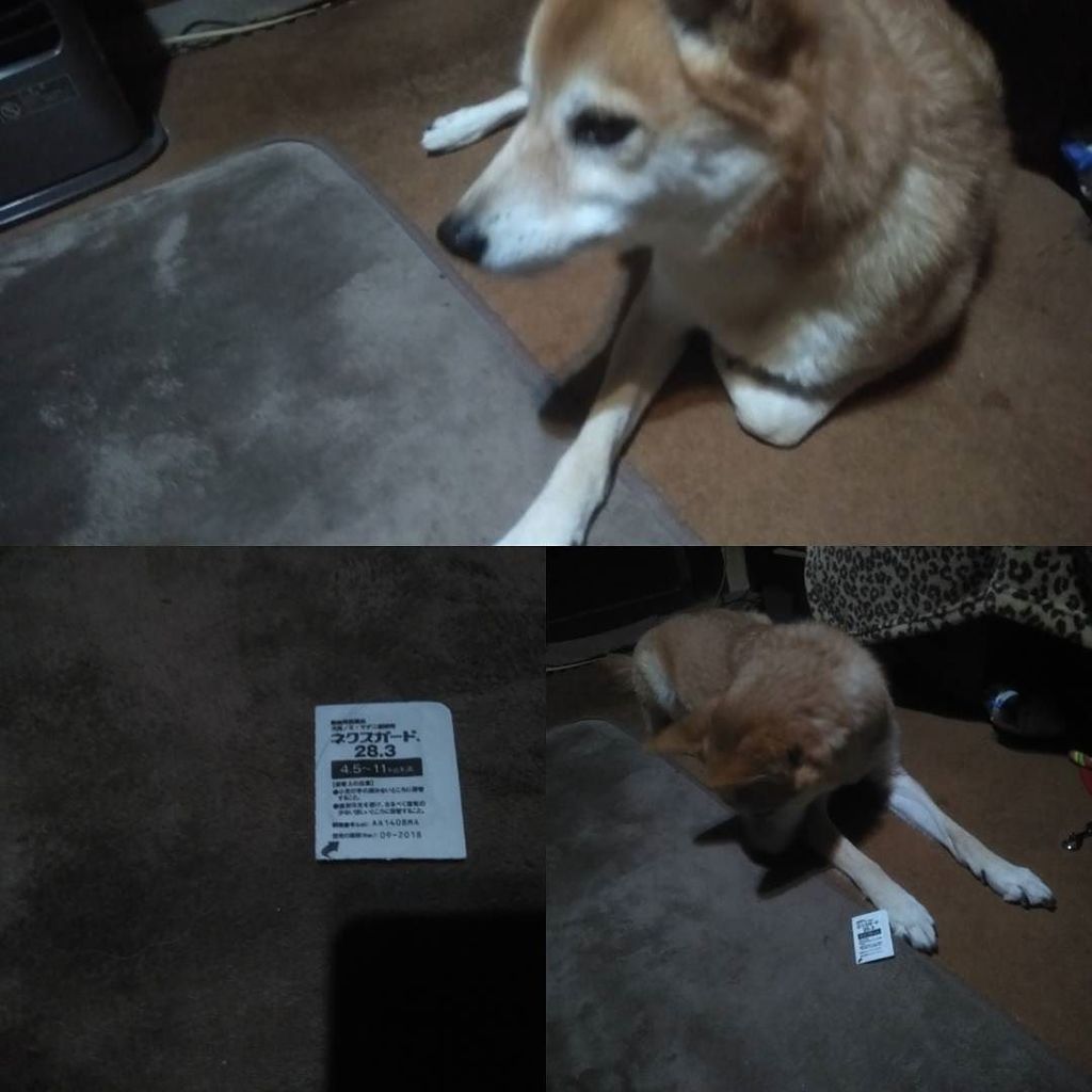 ノミダニ予防 ノミダニ予防