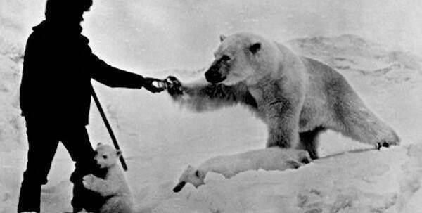 greenMe_it's tweet photo. La bellissima storia dell'amicizia tra un uomo e una famiglia di orsi https://t.co/jiKevjpzIN https://t.co/czNWg9K25H
