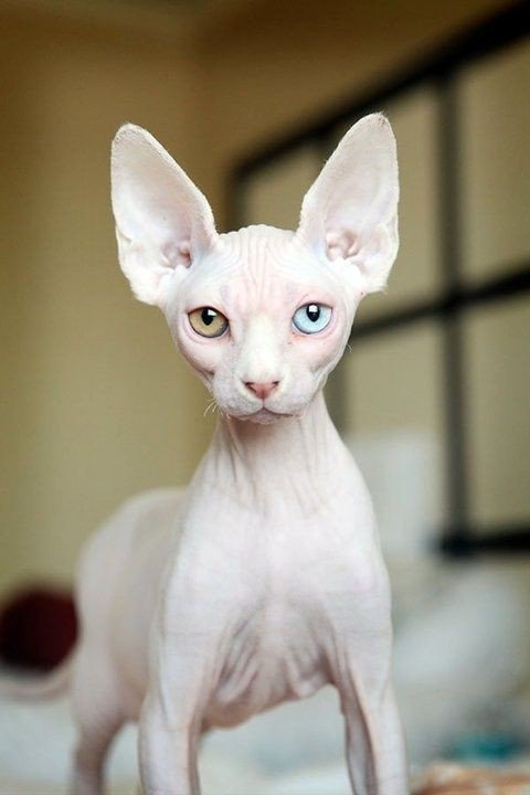 PyroPetCandles's tweet image. That face! 😍 #sphynx #cats #kitty