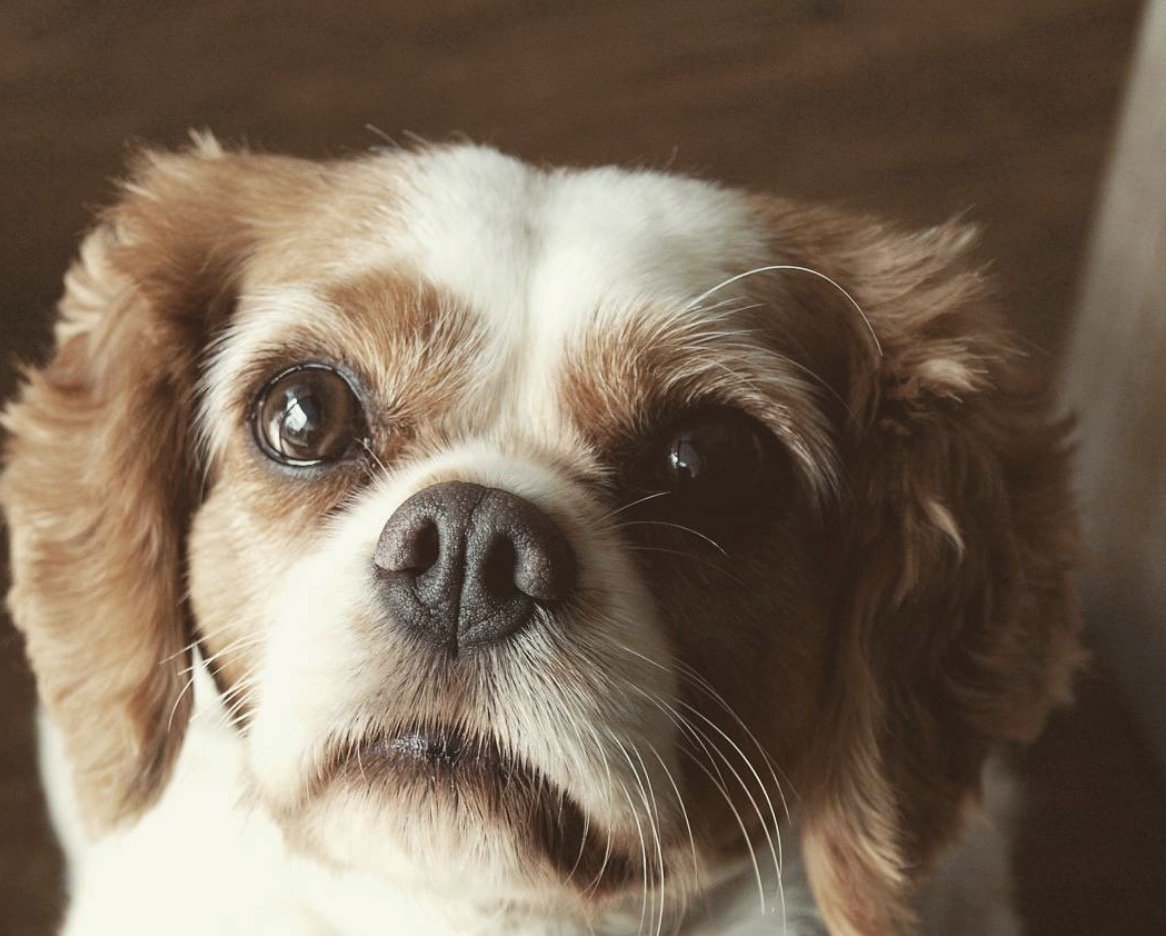 AdorableToutou's tweet photo. Ho un copain !!! https://t.co/9mppdlEFYT
#instadog #ckc #dog #chien #adorabletoutou #ckc #cavalier #kingcharles #cavalierkingcharles
#Lyon #DogLyon #cavalierkingcharlesspaniel #cavalierlover #cavalierlovers #CuteDog #YummyDog #Villeurbanne #Dog69 #DogBlog #BlogChien https://t.co/TDYQu2Cspw