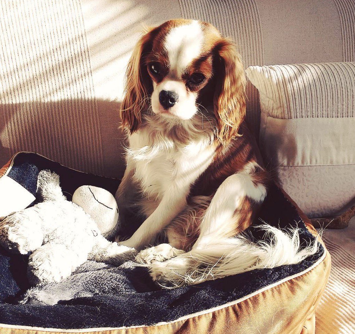 AdorableToutou's tweet photo. Je monte la garde de mon panier personnel.. . Lady Tonka bien fière 😘
https://t.co/9mppdlEFYT
#instadog #ckc #dog #chien #adorabletoutou #ckc #cavalier #kingcharles #cavalierkingcharles 
#Lyon #DogLyon #cavalierkingcharlesspaniel #cavalierlover #cavalierlovers #BlogChien https://t.co/GtaM3bnTcg