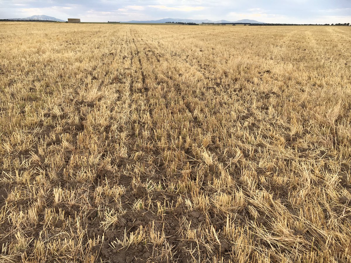 AParidaen's tweet photo. Some quick decision making by @CurraPete has seen a frosted wheat paddock turn to silage and now canola within 3 weeks #opportunity #feedgap https://t.co/7SVRpXge7O