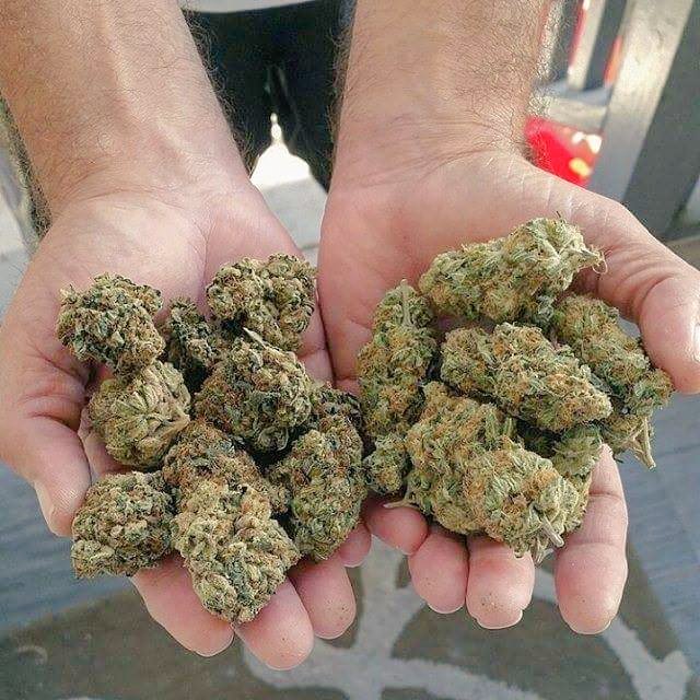youngkush4202's tweet photo. Email :lilkush420@gmail.com 
Skype : lilkush 420 
Snapchat : Lilkush 420 
Twitter : youngkush420 https://t.co/kxMLfnvS2y