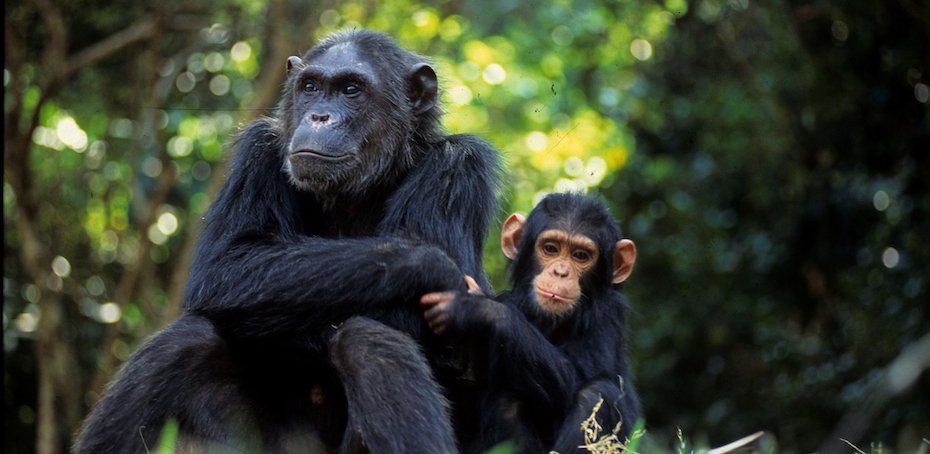 AnimalsAsia's tweet photo. Too often animal intelligence has been misunderstood by scientists who have used a human yardstick to measure it. But a growing body of research is helping us to get a better grasp of the extraordinary complexity of animals’ lives.
https://t.co/gfxarRTvtx https://t.co/4abzyfrYJH