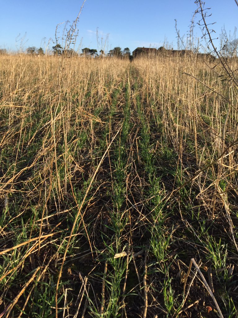 Simondrury1's tweet photo. Fair bit of rain last night yet clean boots whilst walking the dog. #zerotill #itllneverwork https://t.co/L3pJ6a8aCA